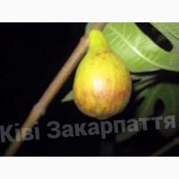 Продам саженцы киви