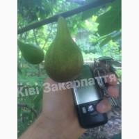 Продам саженцы киви