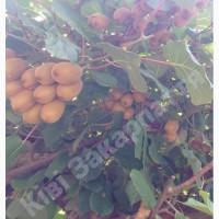 Продам саженцы киви