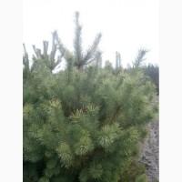 Сосна новогодняя