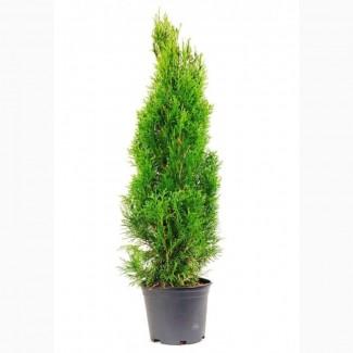 Продам семена туи для выращивания