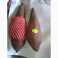 Продам батат-сладкий картофель