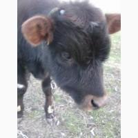 Продам бычка на откорм, 7 месяцев