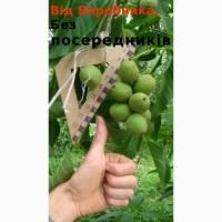 Скороплодный Морозостойкий орех