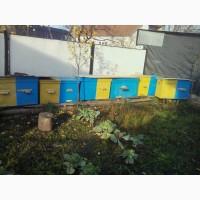 Продам бджоли з вуликом