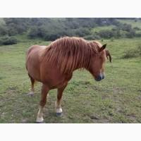 Продам кобилу