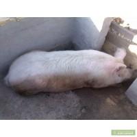 Куплю хряков