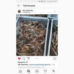 Раки речные живые оптом