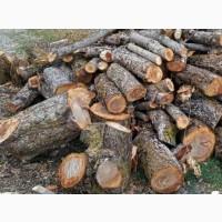 Продам дрова яблуні