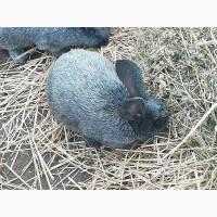 Продам кроликов