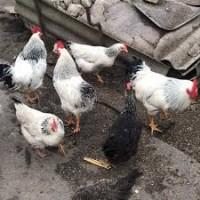 Продам яйцо инкубационное адлер серебристый