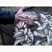 Продам живую рыбу малька одно летка двух летка