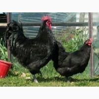 Инкубационное яйцо Австралорп