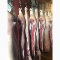 Продам півтушу свинну
