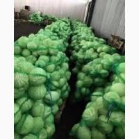 Продам капусту на соління
