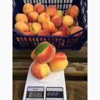 Саджанці персика.Підщепа Манжурский персик