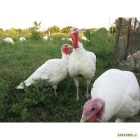 БіГ-6 індичата. Угорщина