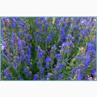 Иссоп лекарственный семена медонос