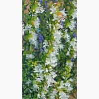 Иссоп лекарственный семена медонос