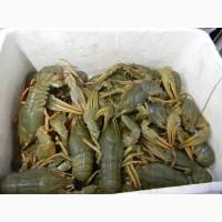 Раки речные живые оптом