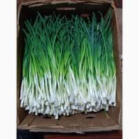 Продам зелену цибулю гарної якості