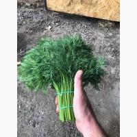Продам зелень