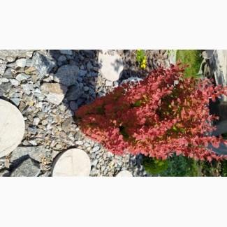 Барбарис Оранж Санрайз 4 года 85 грн