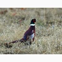 Продам Фазани мисливські