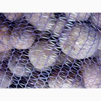 Продам товарный картофел и лук