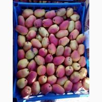 Продам грушу киргиску