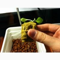 Пробки для проращивания рассады