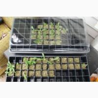 Пробки для проращивания рассады