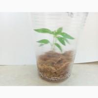 Пробки для проращивания рассады