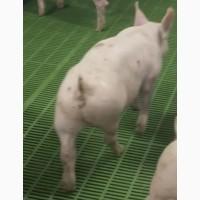 Поросята от 100 голов. Доставка нашим транспортом