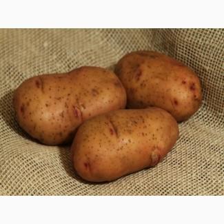 Продам насіння Тирасу 2 репродукції від 10 тон