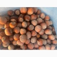 Продам фундук з власного саду нового урожая