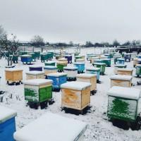Продам бджоломаток породи Бакфаст