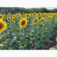 Гібриди соняшника GRAND SEMENS