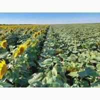 Гібриди соняшника GRAND SEMENS