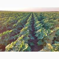 Гібриди соняшника GRAND SEMENS