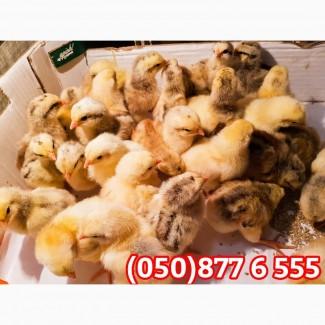 Курчата добові домашні різні кольорові червоні білі голошийки чубаті