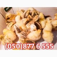 Курчата добові домашні різні кольорові червоні білі голошийки чубаті