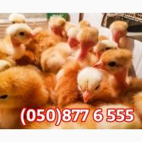 Курчата добові домашні різні кольорові червоні білі голошийки чубаті