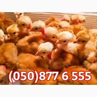 Курчата добові домашні різні кольорові червоні білі голошийки чубаті