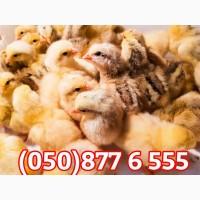 Курчата добові домашні різні кольорові червоні білі голошийки чубаті