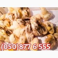 Курчата добові домашні різні кольорові червоні білі голошийки чубаті