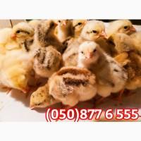 Курчата добові домашні різні кольорові червоні білі голошийки чубаті