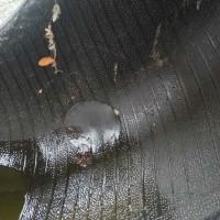 Бу шина на комбайн 800/65r32 (30, 5-р32) Goodyear