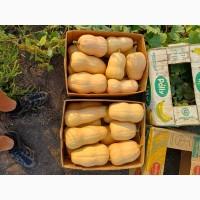 Продам тикву баттернат