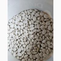 Куплю Квасолю